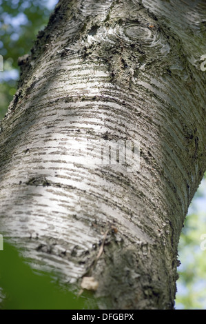 Le merisier, Prunus avium Banque D'Images