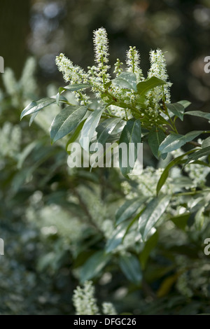 Cherry laurel, Prunus laurocerasus Banque D'Images