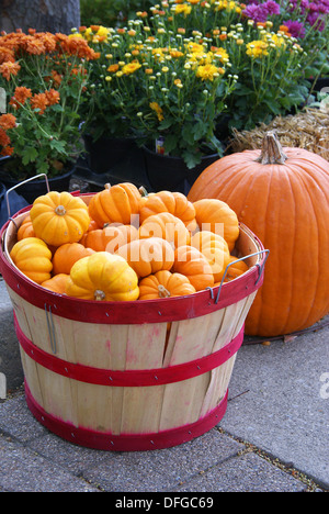 Une citrouille, courge et coloré mamans faire une capture de l'œil l'affichage à l'automne d'un marché d'agriculteurs Banque D'Images