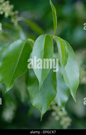 Bird cherry, Prunus padus Banque D'Images