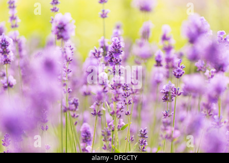 Domaine de fleurs de lavande pourpre en été Banque D'Images