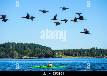 Les cormorans survolant kayak Banque D'Images