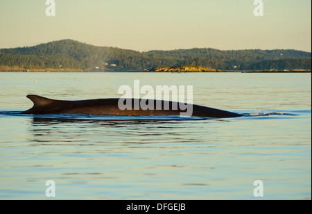 Baleines rorquals dans la baie de fundy Banque D'Images