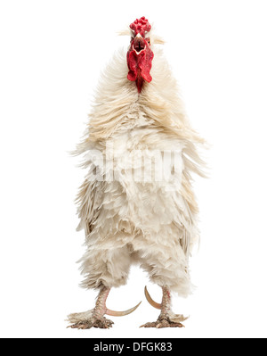 Coq à plumes frisées against white background Banque D'Images