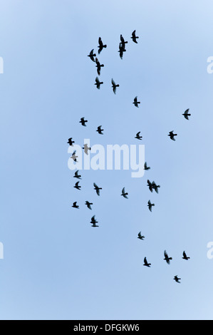 Oiseaux en vol Cornwall UK Crédit : David Levenson/Alamy Banque D'Images