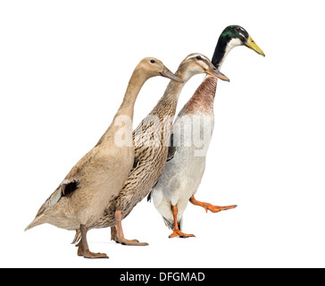 Homme et femme Coureur indien Canards course in front of white background Banque D'Images