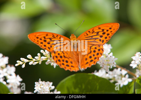 Silver-lavé fritillary (Argynnis paphia) papillon Banque D'Images