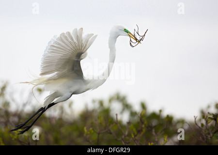 Grande Aigrette (Ardea alba) avec reproduction apportant une direction de l'aider la construction du nid - Dit Dot Dash, en Floride. Banque D'Images