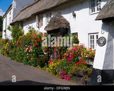 Exposées à l'extérieur de fleurs chaumières à Branscombe Devon UK Banque D'Images