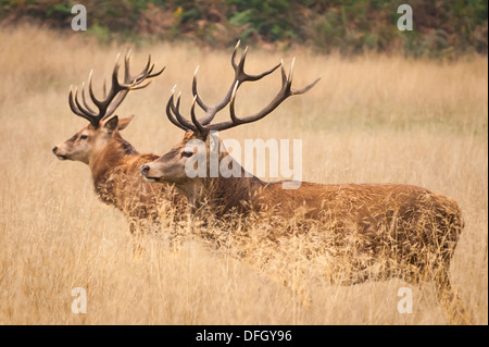 London , Richmond upon Thames , Richmond Park Royal deer parcs cerfs en rut de la saison 2 deux cerfs cerf de hauteur de l'herbe sèche de la paille Banque D'Images