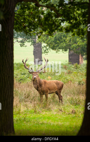 London Richmond upon Thames Royal Richmond Park Park Park Park Park Park place des cerfs dans la saison d'accouplement des ruts buck stag bois par arbre Cervus elaphus Banque D'Images