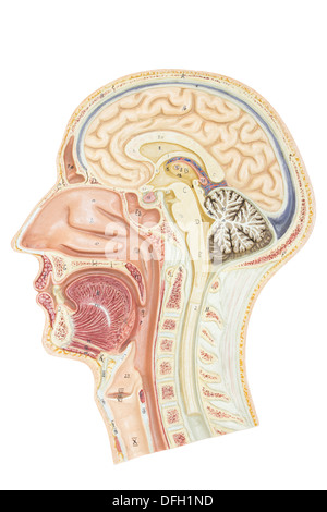 Section transversale de la tête humaine isolé sur fond blanc Banque D'Images