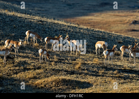 L'antilocapre Antilocapra americana, le Parc National de Yellowstone, Wyoming, USA Banque D'Images