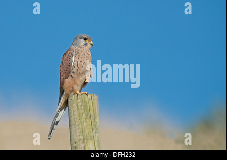 Kestrel mâle, Falco tinnunculus-perchoirs sur piquet. Uk Banque D'Images