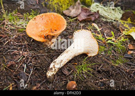 Gomphus floccosus, parfois sous le nom de Shaggy,-- écailleuse, ou chanterelle laineux laineux ou un champignon toxique gomphus, Banque D'Images