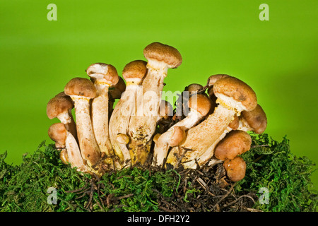 L'Armillaria mellea, mieux connu sous le nom de champignons au miel Banque D'Images