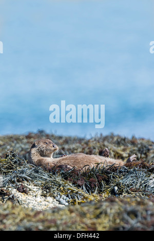 La loutre, Lutra lutra, adulte au soleil sur des roches couvertes de rack, île de Mull, Hébrides intérieures, Banque D'Images