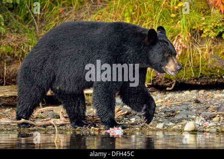 Ours noir, Ursus americanus, à la recherche de saumons sockeye fraye, Chilcotin Wilderness, British Columbia, Canada Banque D'Images