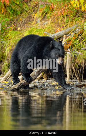 Ours noir, Ursus americanus, à la recherche de saumons sockeye fraye, Chilcotin Wilderness, British Columbia, Canada Banque D'Images