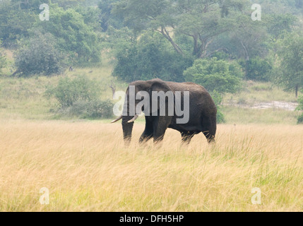 African Male/bull elephant tusker du Nord canadien national de l'Akagera Game Park Le Rwanda Afrique Centrale Banque D'Images