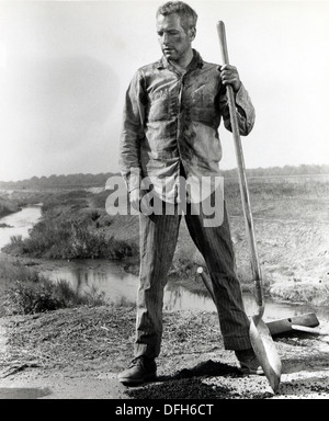 Paul Newman sur-ensemble de la Cool Hand Luke, Film, 1967 Banque D'Images