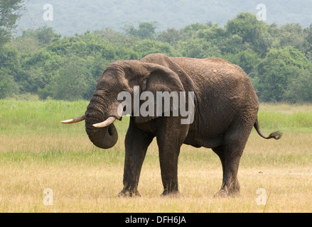 L'éléphant d'Afrique du Nord de l'malebull tusker National Akagera Game Park Rwanda Afrique Centrale Banque D'Images