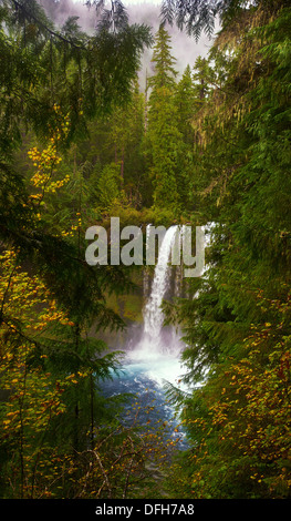 Koosah falls,la forêt nationale de Willamette. Banque D'Images