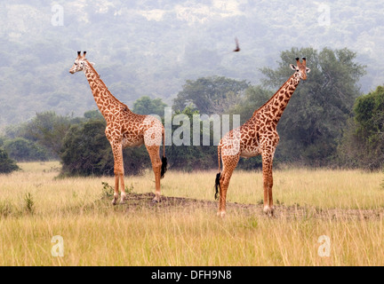 Girafe Giraffa camelopardalis le nord du Parc National de l'Akagera Game Rwanda Afrique Centrale Banque D'Images