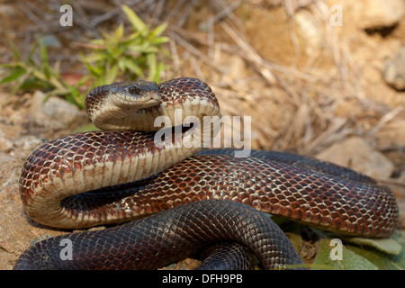 Une couleuvre obscure de l'Est - Pantherophis alleghaniensis - dans une position défensive, prêt à frapper Banque D'Images