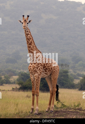 Girafe Giraffa camelopardalis le nord du Parc National de l'Akagera Game Rwanda Afrique Centrale Banque D'Images