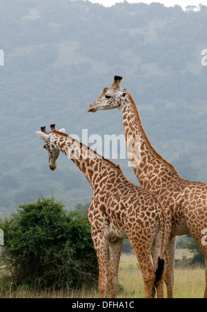 Girafe Giraffa camelopardalis le nord du Parc National de l'Akagera Game Rwanda Afrique Centrale Banque D'Images