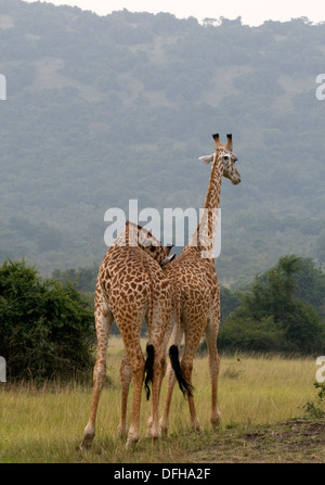 Girafe Giraffa camelopardalis le nord du Parc National de l'Akagera Game Rwanda Afrique Centrale Banque D'Images