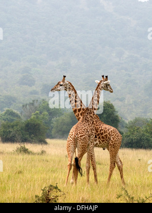 Girafe Giraffa camelopardalis le nord du Parc National de l'Akagera Game Rwanda Afrique Centrale Banque D'Images