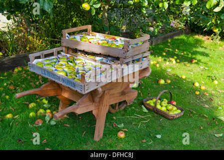 Pommes Bramley, préparé, emballés dans du papier journal et stockés dans des bacs en bois. Banque D'Images