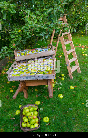 Pommes Bramley, préparé, emballés dans du papier journal et stockés dans des bacs en bois. Banque D'Images