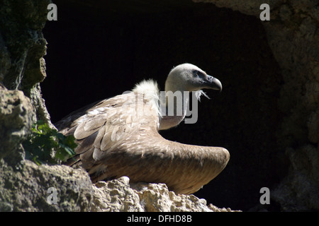 Eurasian Griffon (Gyps fulvus), le vautour Banque D'Images