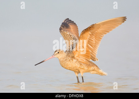 La Barge marbrée (Limosa fedoa) avec des ailes - Fort Desoto, en Floride. Banque D'Images