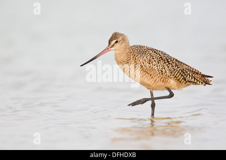 La Barge marbrée (Limosa fedoa) - Fort Desoto, en Floride. Banque D'Images