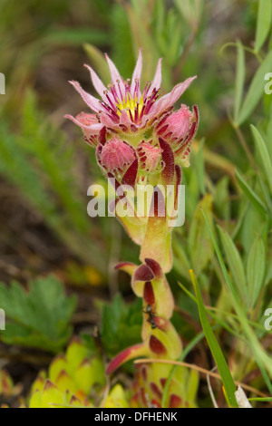 Common Houseleek Sempervivum tectorum (fleur) Banque D'Images