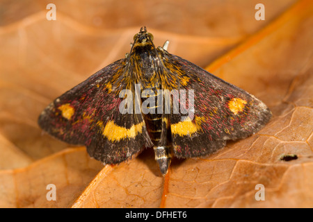 Pyrausta aurata espèce reposant sur une feuille morte Banque D'Images