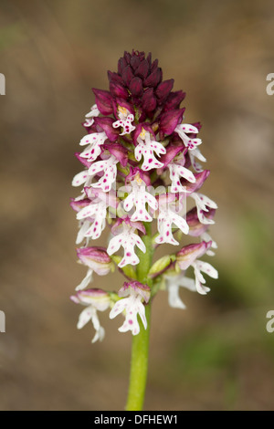 Orchid (orchis brûlé) ustula Banque D'Images