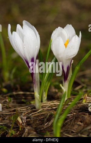 Crocus vernus (blanc) sous-espèce albiflorus albiflorus Banque D'Images