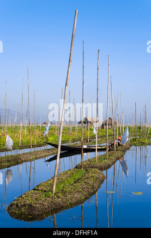 Des jardins flottants au Lac Inle, Myanmar, en Asie Banque D'Images