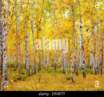 Automne forêt de bouleaux Banque D'Images