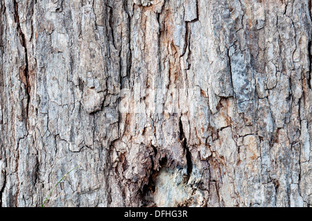 Texture - une écorce d'un vieil arbre Banque D'Images