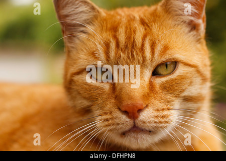 Tom Cat sur une table de jardin Banque D'Images