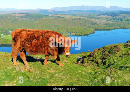 Vache Luing sur Gummers comment au-dessus du lac de Windermere dans le Lake District National Park Banque D'Images