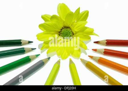 Crayons de couleur sur un fond blanc avec chrysanthème. Banque D'Images