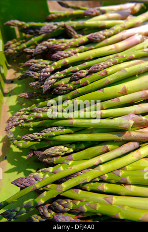 Asperges fraîches juste pris dans un champ d'asperges Banque D'Images