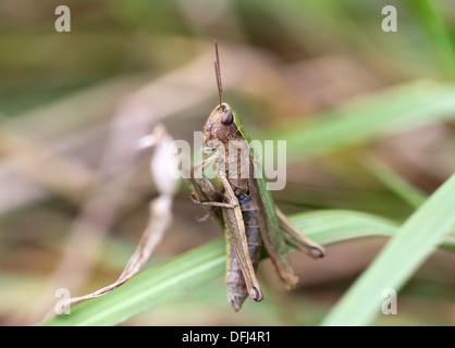 Sauterelle brune est assise dans l'herbe Banque D'Images